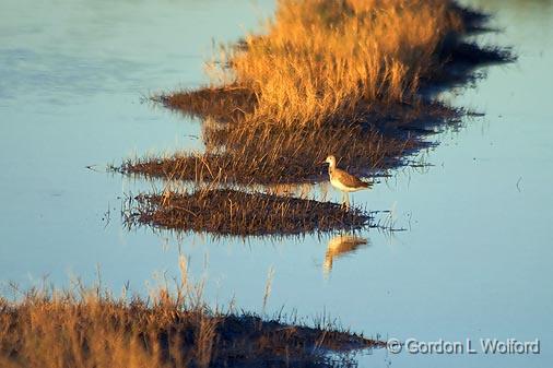 Bird In A Rice Field_28767.jpg - Photographed near Port Lavaca, Texas, USA.